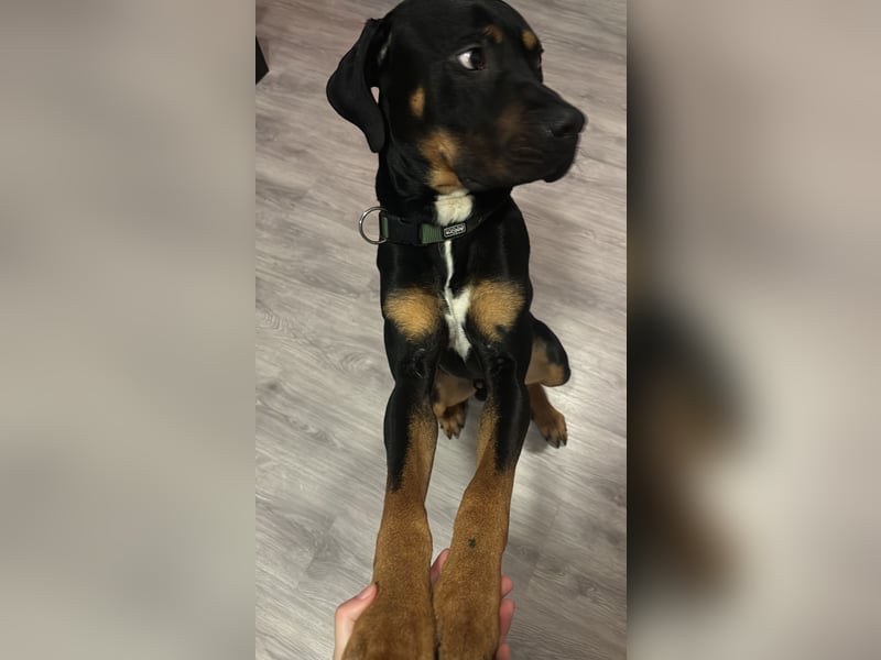 Mischlings Rüde Arkani sucht (Dringend) neues liebevolles Zuhause