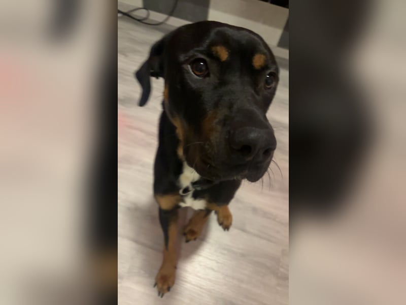 Mischlings Rüde Arkani sucht (Dringend) neues liebevolles Zuhause