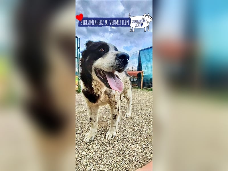 Sanftmütiger Riese sucht sein Zuhause