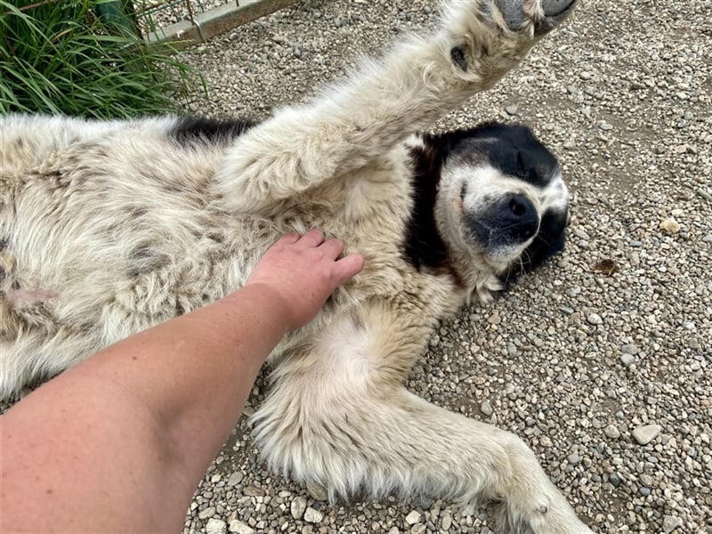 Sanftmütiger Riese sucht sein Zuhause