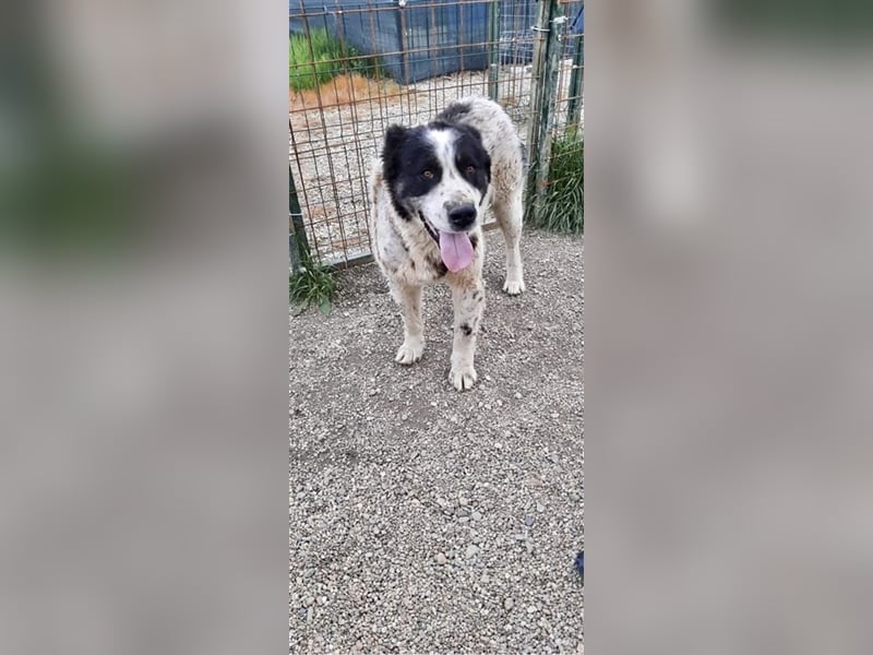 Sanftmütiger Riese sucht sein Zuhause