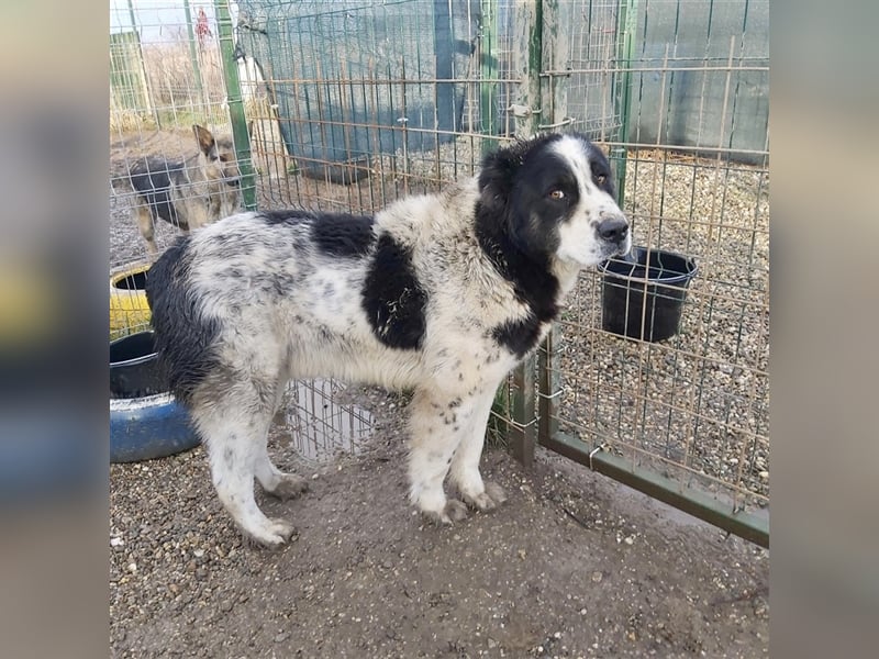 Sanftmütiger Riese sucht sein Zuhause