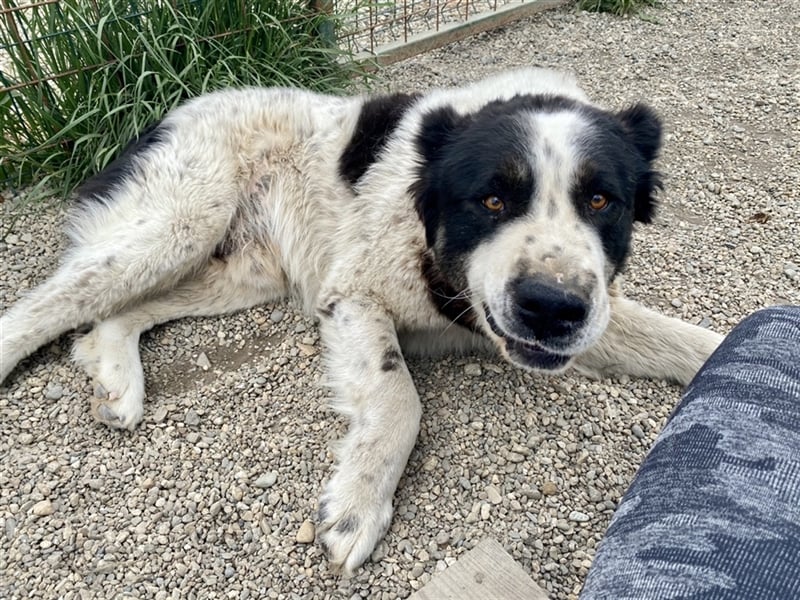 Sanftmütiger Riese sucht sein Zuhause