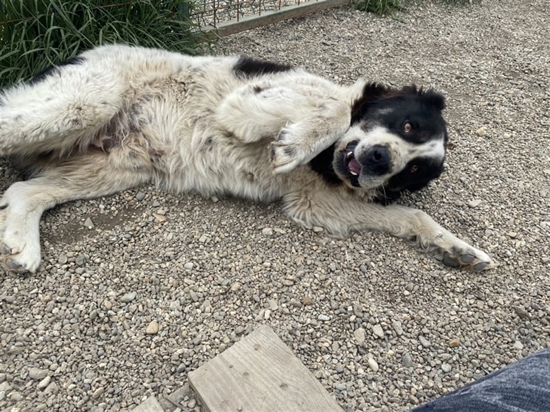 Sanftmütiger Riese sucht sein Zuhause