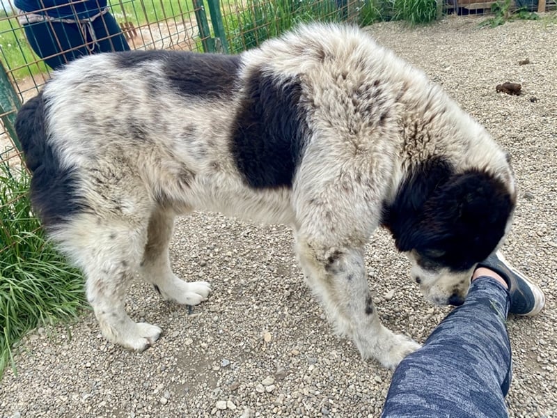 Sanftmütiger Riese sucht sein Zuhause