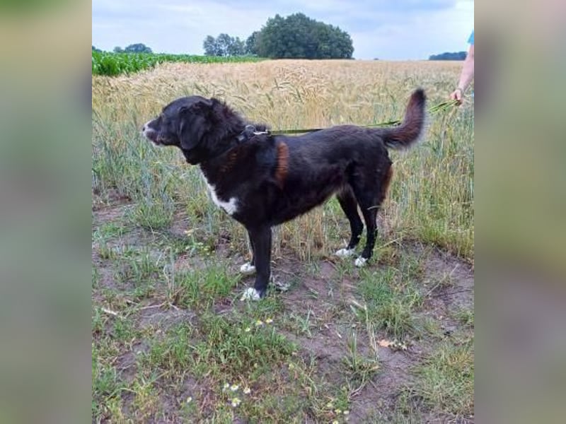 Nana - sozialverträgliche, aber wachsame Hündin