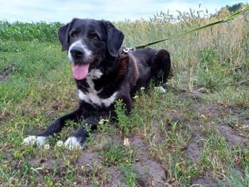 Nana - sozialverträgliche, aber wachsame Hündin