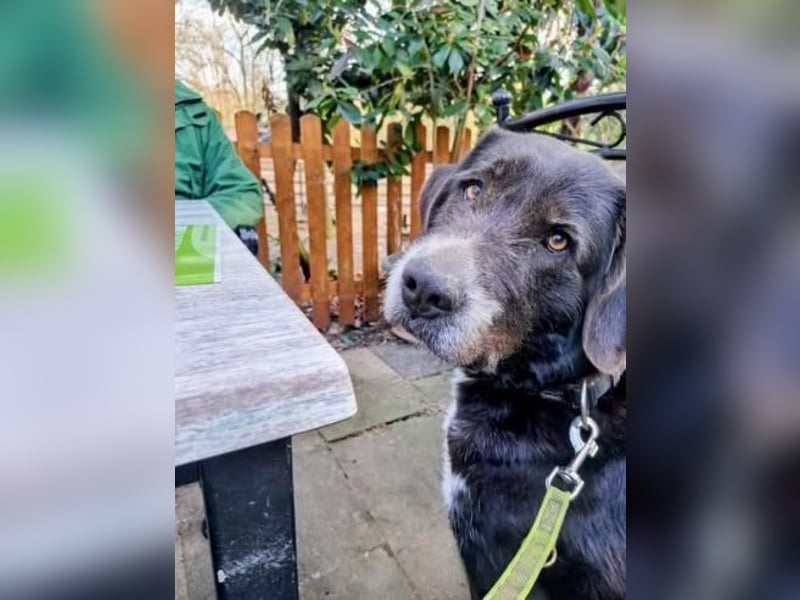 Nana - sozialverträgliche, aber wachsame Hündin