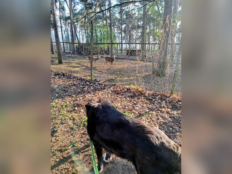 Nana - sozialverträgliche, aber wachsame Hündin