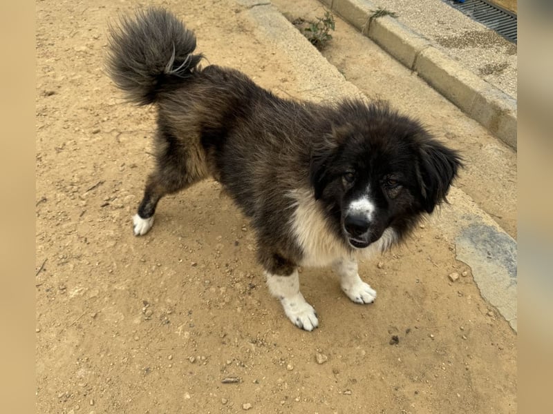 Dalila