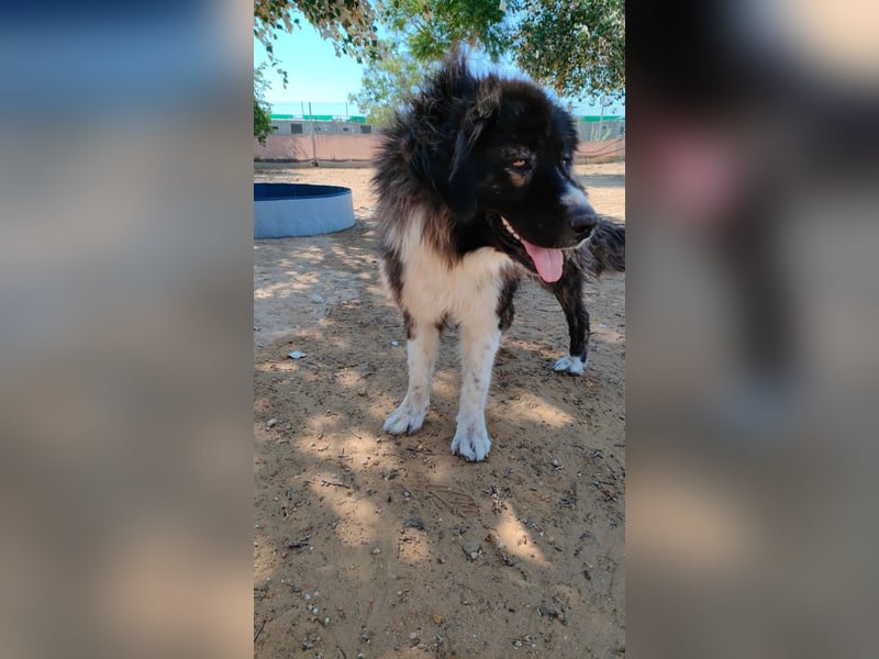 Dalila