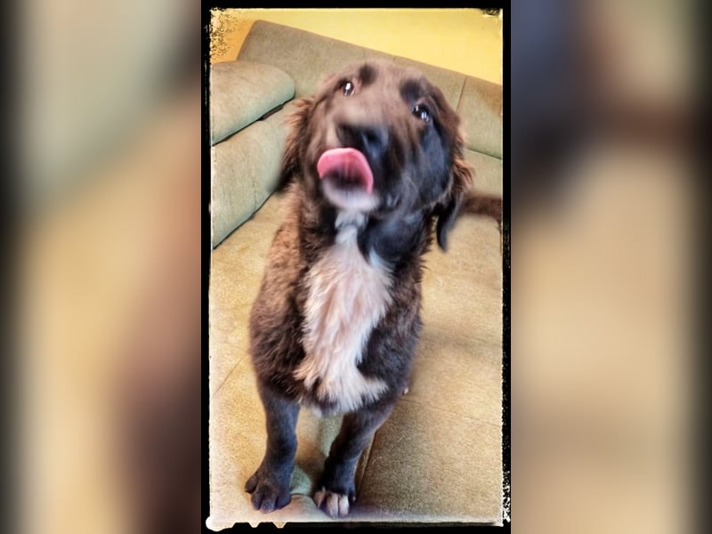 Snickers - verschmuster Herdi-Mix wartet auf ein passendes Zuhause