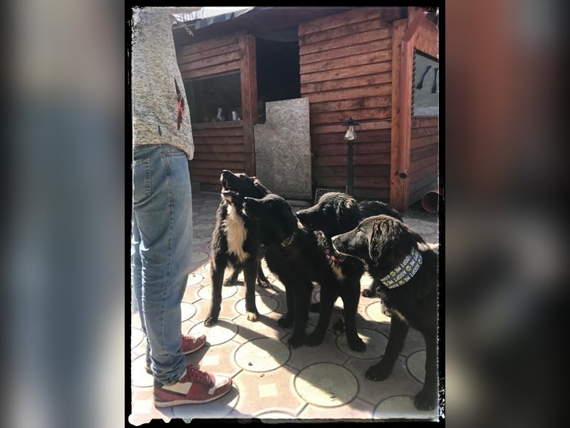 Snickers - verschmuster Herdi-Mix wartet auf ein passendes Zuhause