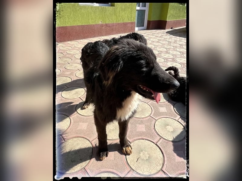 Snickers - verschmuster Herdi-Mix wartet auf ein passendes Zuhause