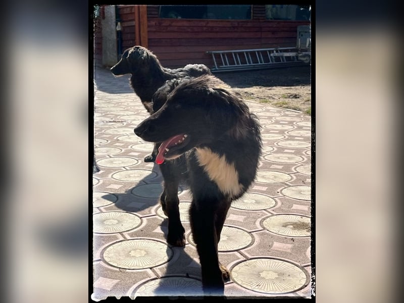 Snickers - verschmuster Herdi-Mix wartet auf ein passendes Zuhause