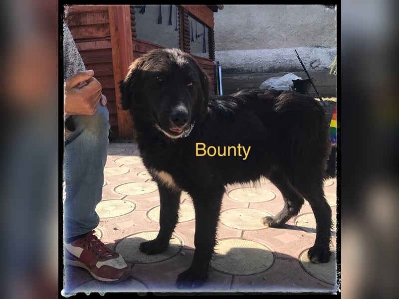 Bounty - der verschmuste Rüde wartet auf die richtigen Menschen