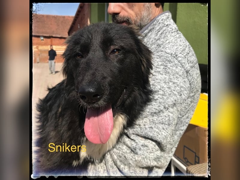 Snickers - verschmuster Herdi-Mix wartet auf ein passendes Zuhause
