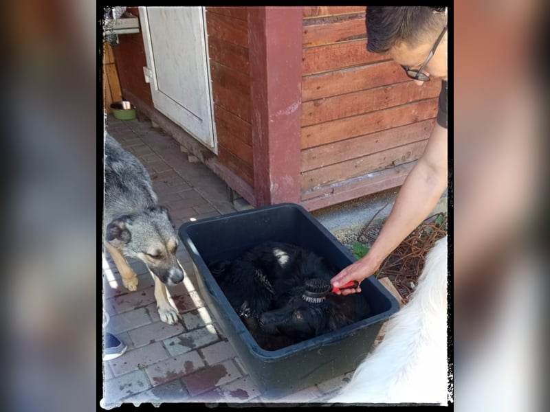 Snickers - verschmuster Herdi-Mix wartet auf ein passendes Zuhause