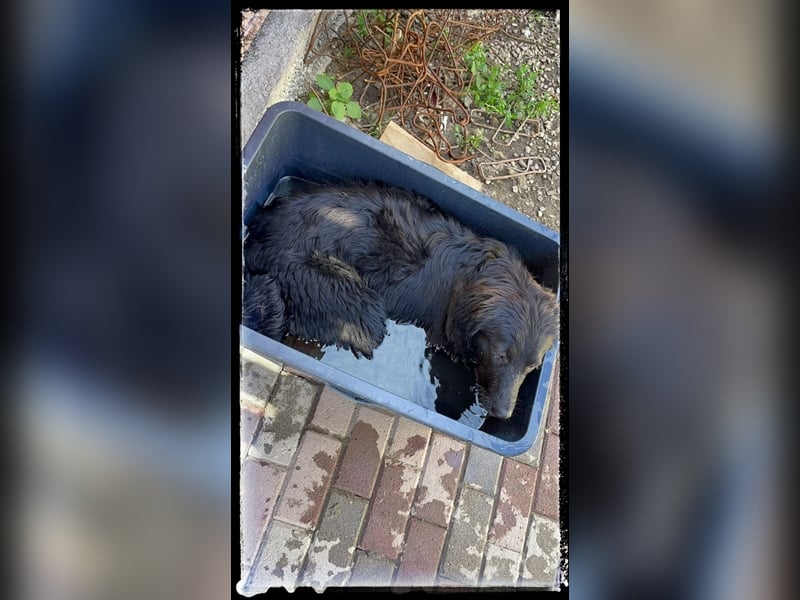 Snickers - verschmuster Herdi-Mix wartet auf ein passendes Zuhause