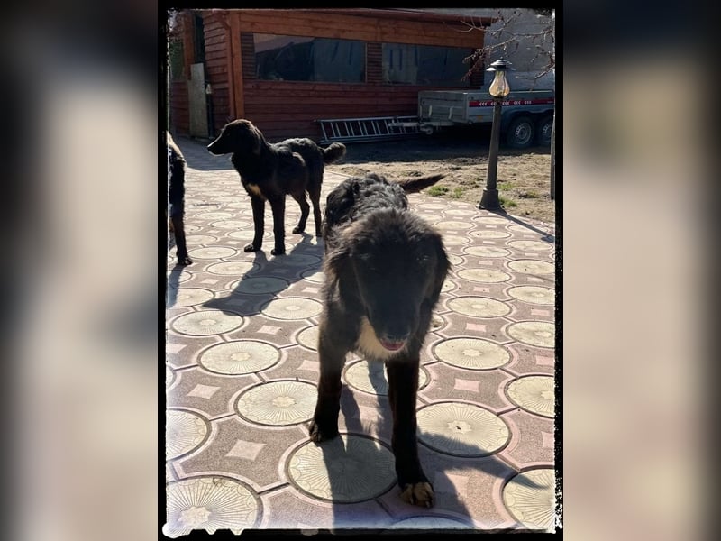 Snickers - verschmuster Herdi-Mix wartet auf ein passendes Zuhause