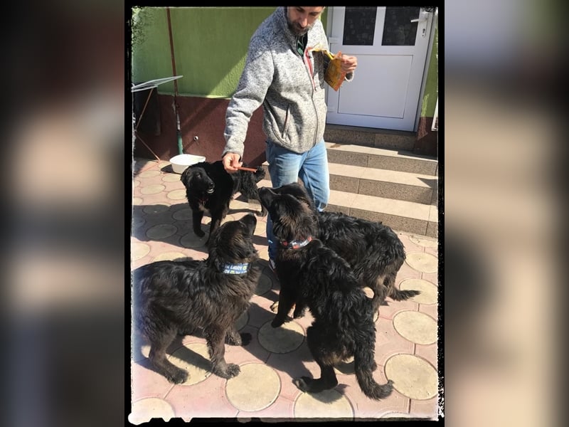 Snickers - verschmuster Herdi-Mix wartet auf ein passendes Zuhause