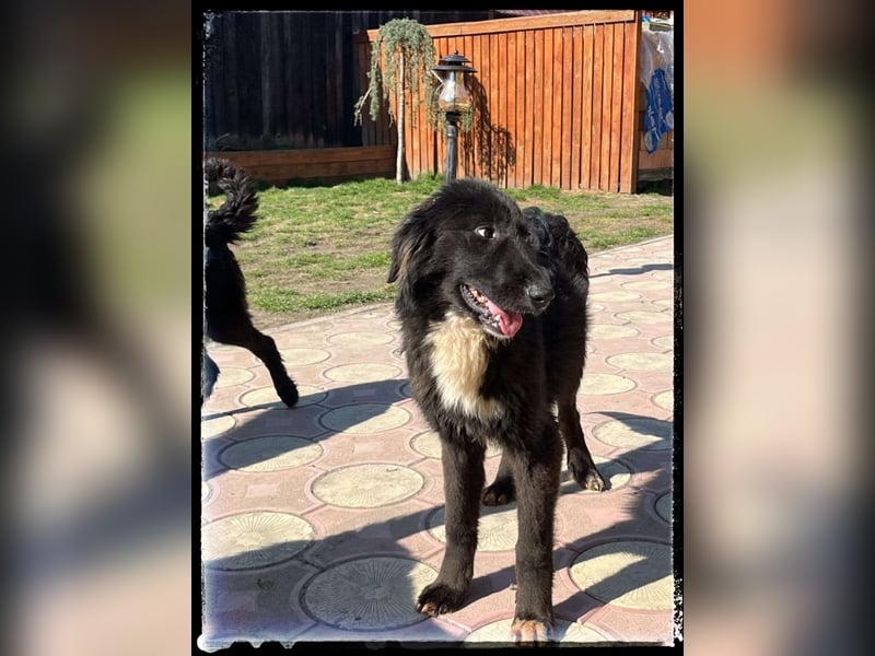 Snickers - verschmuster Herdi-Mix wartet auf ein passendes Zuhause