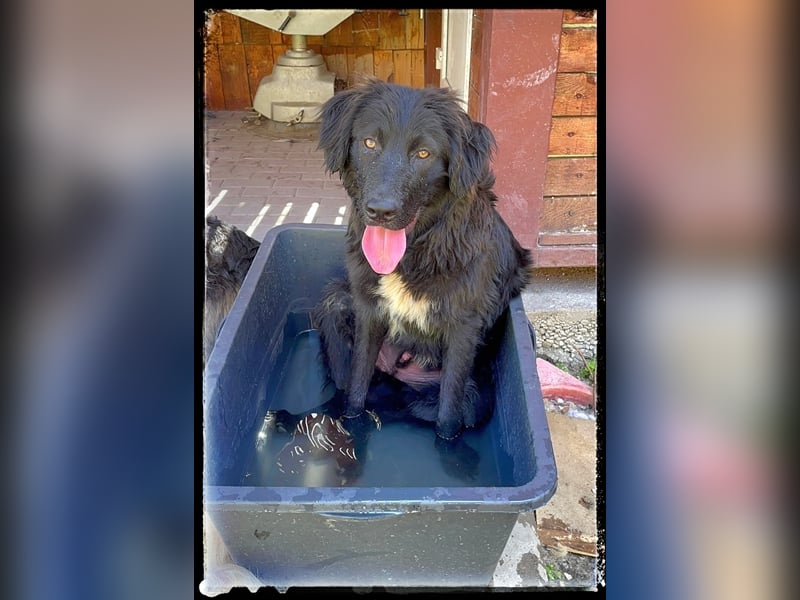 Snickers - verschmuster Herdi-Mix wartet auf ein passendes Zuhause