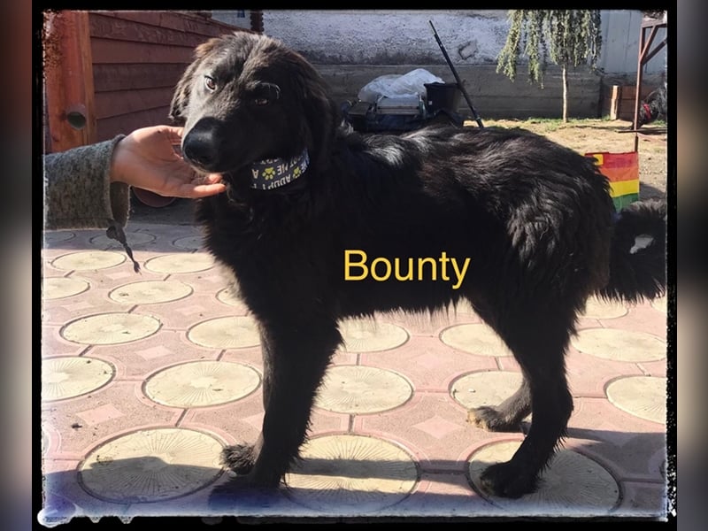 Bounty - der verschmuste Rüde wartet auf die richtigen Menschen
