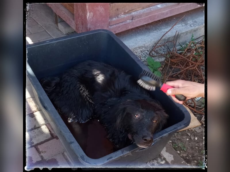 Snickers - verschmuster Herdi-Mix wartet auf ein passendes Zuhause