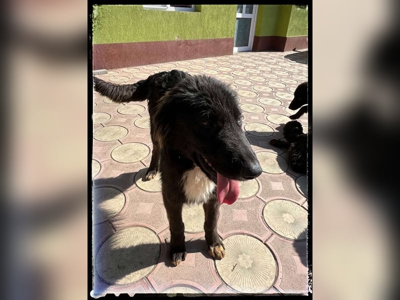 Snickers - verschmuster Herdi-Mix wartet auf ein passendes Zuhause