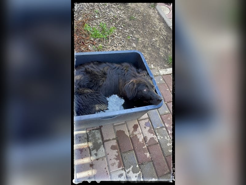 Snickers - verschmuster Herdi-Mix wartet auf ein passendes Zuhause