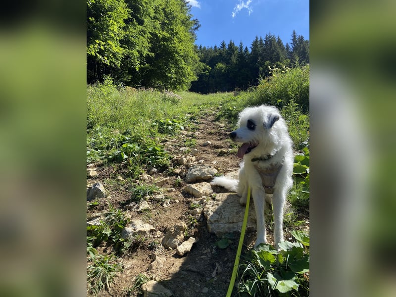 Rocky, der bezaubernde weiße Hütehund und Familienhund mit Beschützerinstinkt