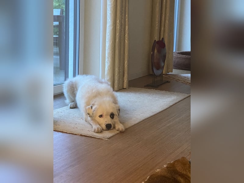 Rocky, der bezaubernde weiße Hütehund und Familienhund mit Beschützerinstinkt