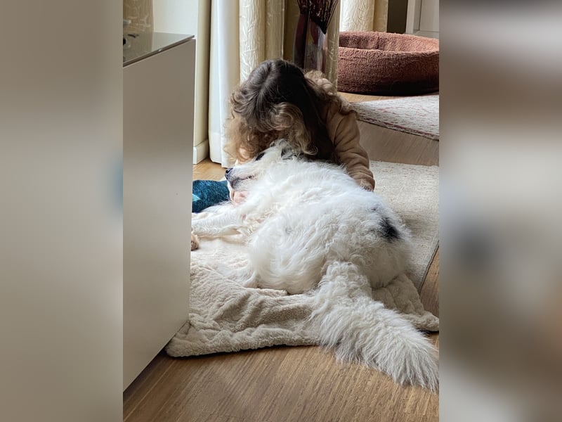 Rocky, der bezaubernde weiße Hütehund und Familienhund mit Beschützerinstinkt