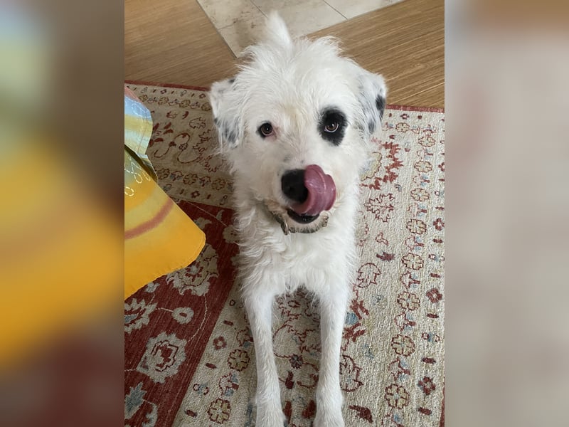Rocky, der bezaubernde weiße Hütehund und Familienhund mit Beschützerinstinkt