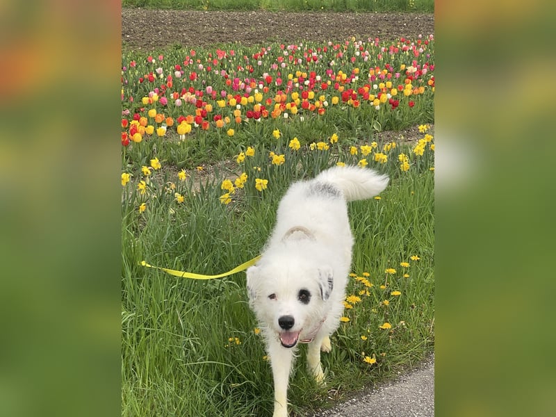 Rocky, der bezaubernde weiße Hütehund und Familienhund mit Beschützerinstinkt