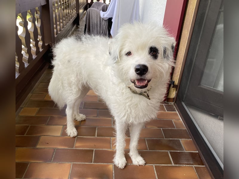 Rocky, der bezaubernde weiße Hütehund und Familienhund mit Beschützerinstinkt