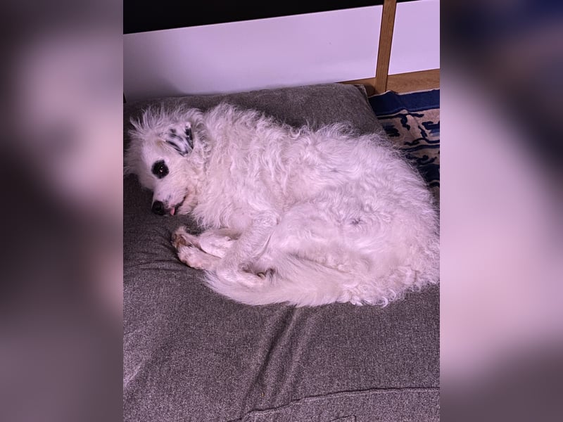 Rocky, der bezaubernde weiße Hütehund und Familienhund mit Beschützerinstinkt