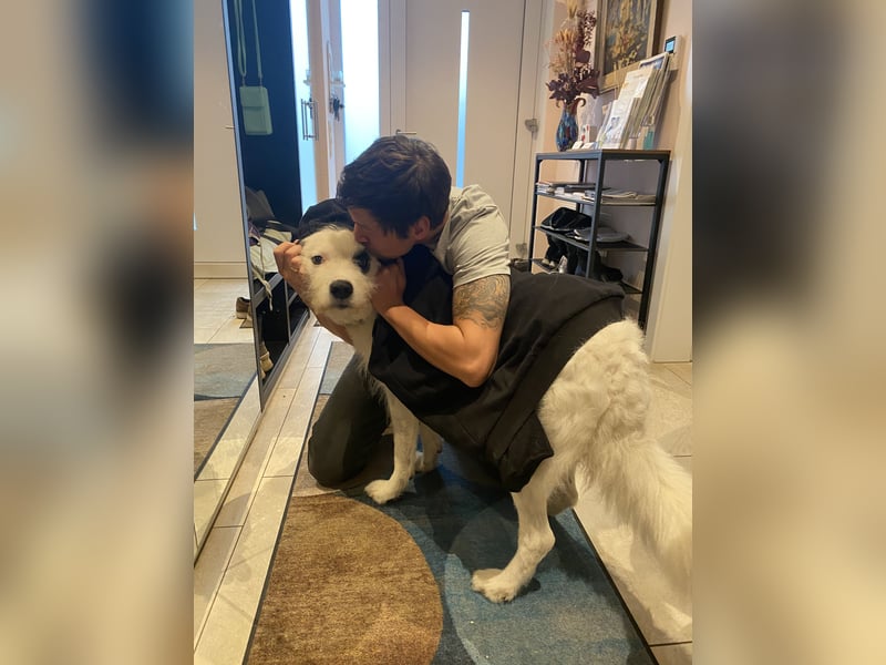 Rocky, der bezaubernde weiße Hütehund und Familienhund mit Beschützerinstinkt