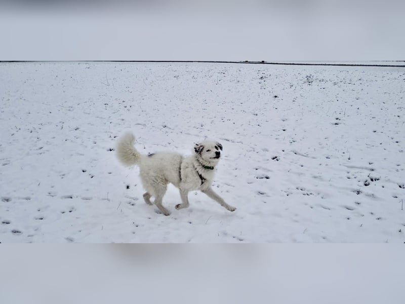 Rocky, der bezaubernde weiße Hütehund und Familienhund mit Beschützerinstinkt