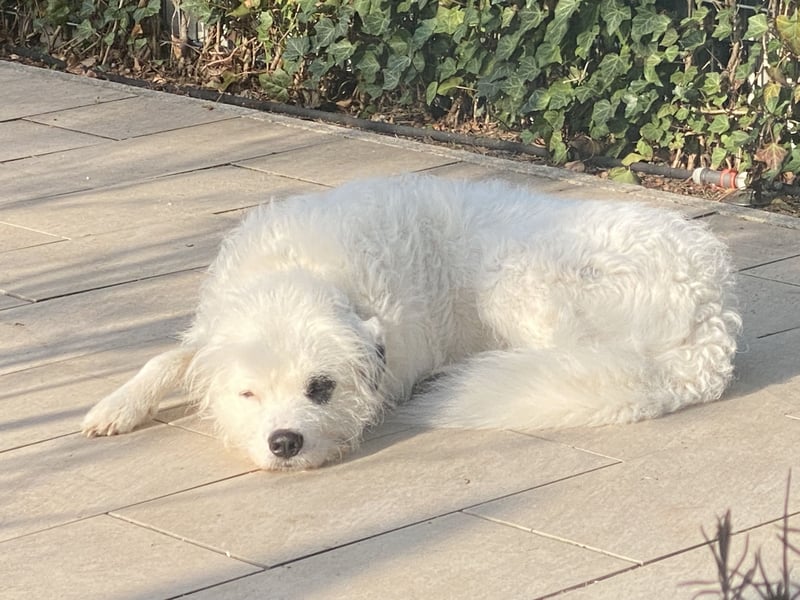 Rocky, der bezaubernde weiße Hütehund und Familienhund mit Beschützerinstinkt