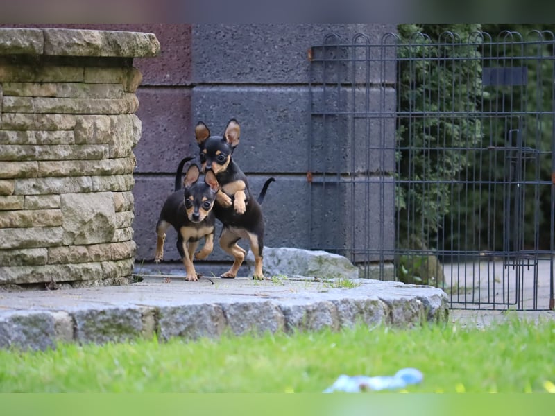 Zwei zuckersüße Russkiy Toy Welpen (Weibchen), suchen Zuhause