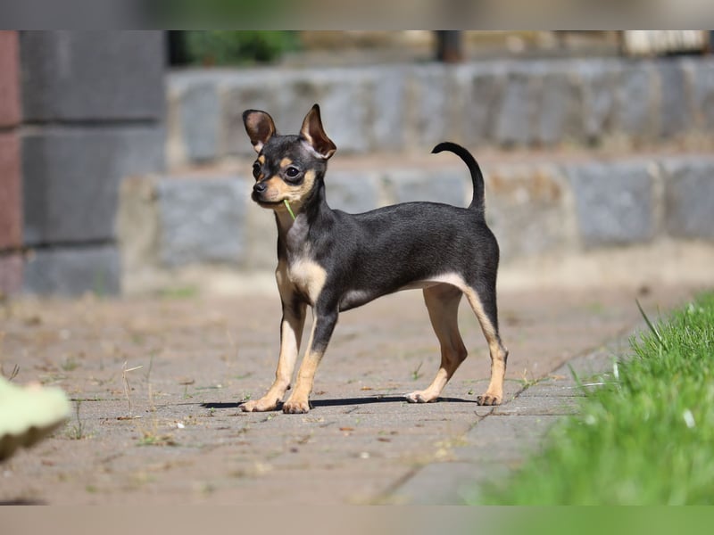 Zwei zuckersüße Russkiy Toy Welpen (Weibchen), suchen Zuhause