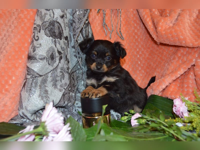 Reinrassige Russkiy Toy Welpen