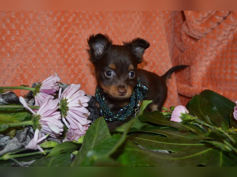 Reinrassige Russkiy Toy Welpen