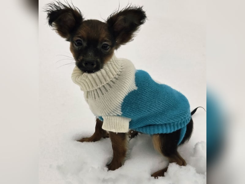 Russkiy toy langhaarig Welpen mit FCI-VDH Ahnentafel