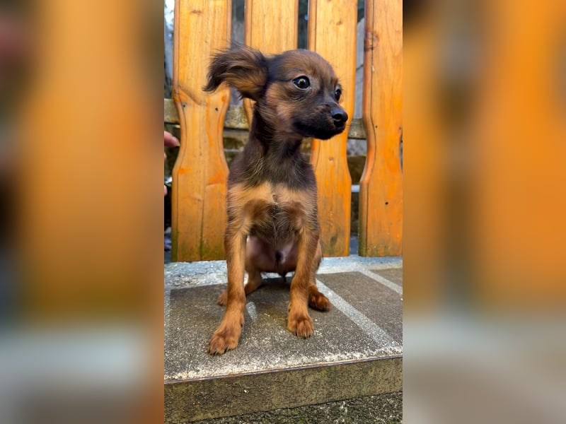 Russkiy toy langhaarig Welpen mit FCI-VDH Ahnentafel