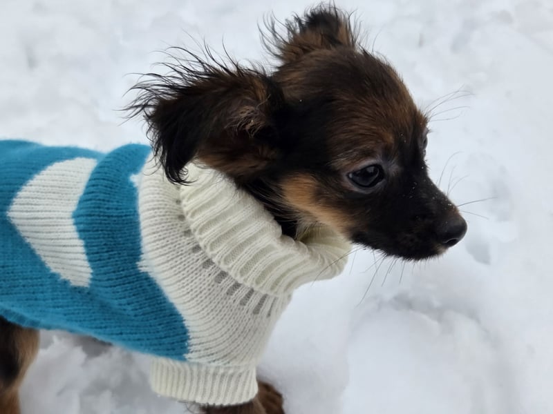 Russkiy toy langhaarig Welpen mit FCI-VDH Ahnentafel