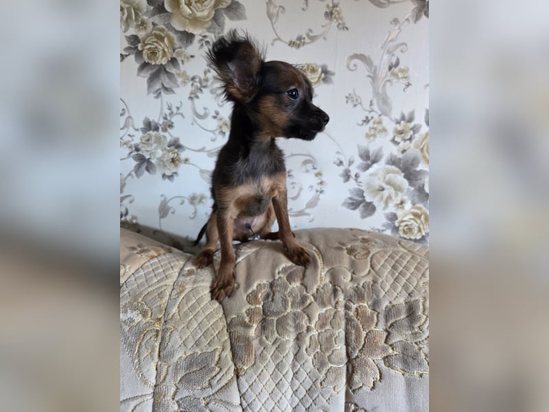 Russkiy toy langhaarig Welpen mit FCI-VDH Ahnentafel