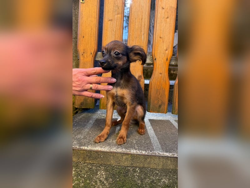 Russkiy toy langhaarig Welpen mit FCI-VDH Ahnentafel